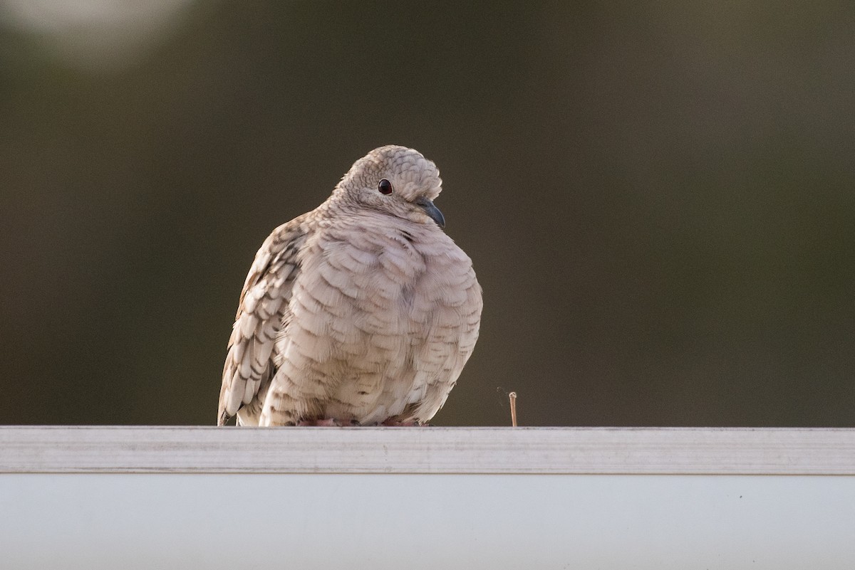 Inca Dove - ML82043431