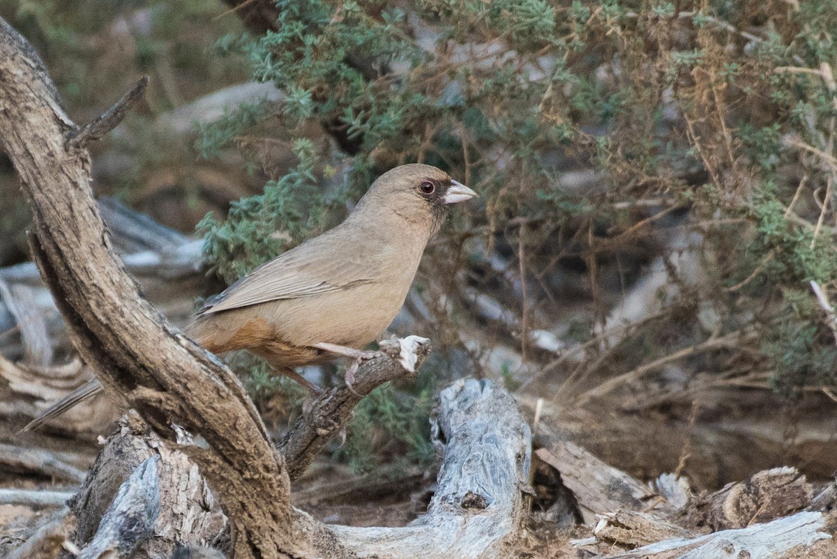 Abert's Towhee - ML82043981