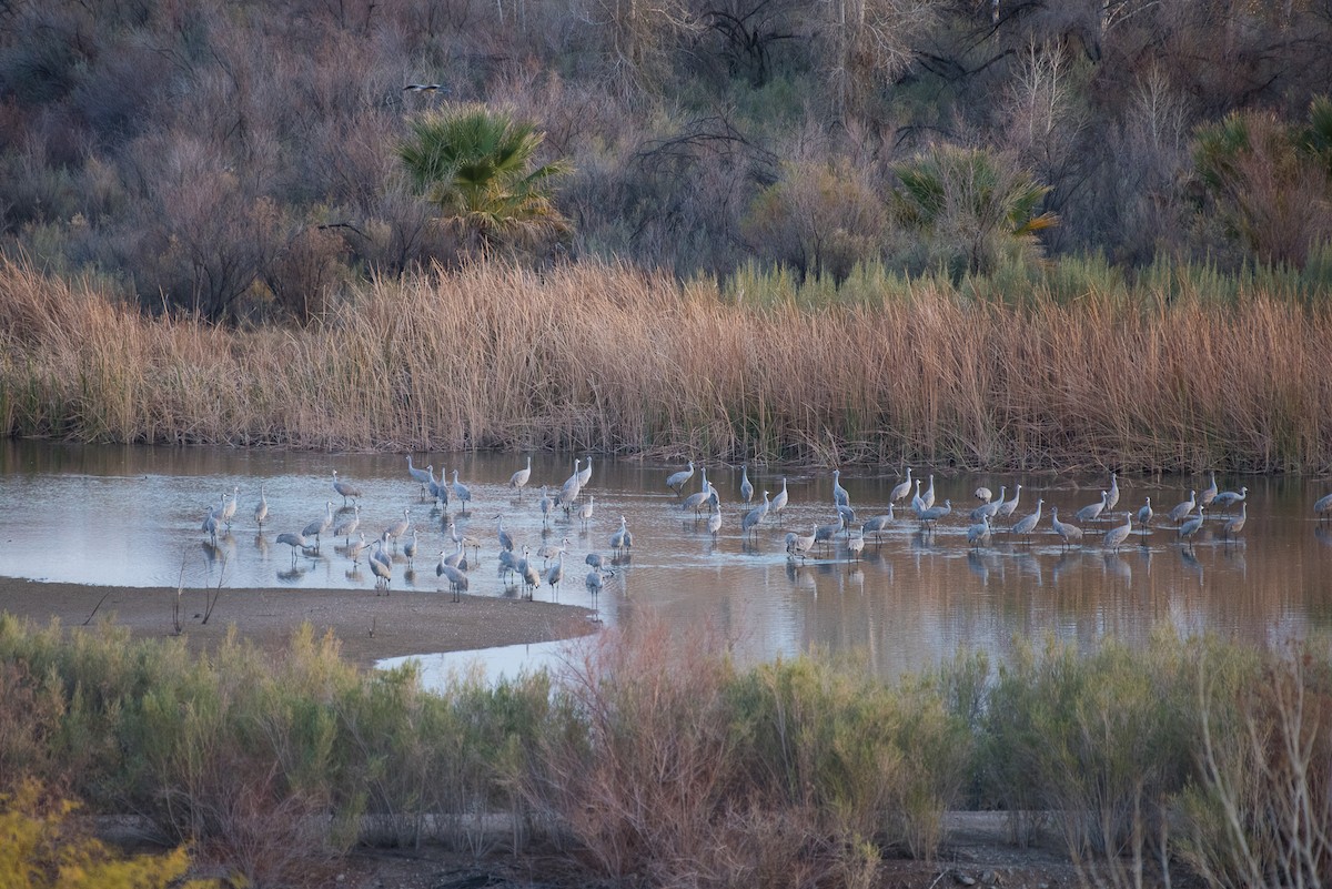 Sandhill Crane - ML82044071