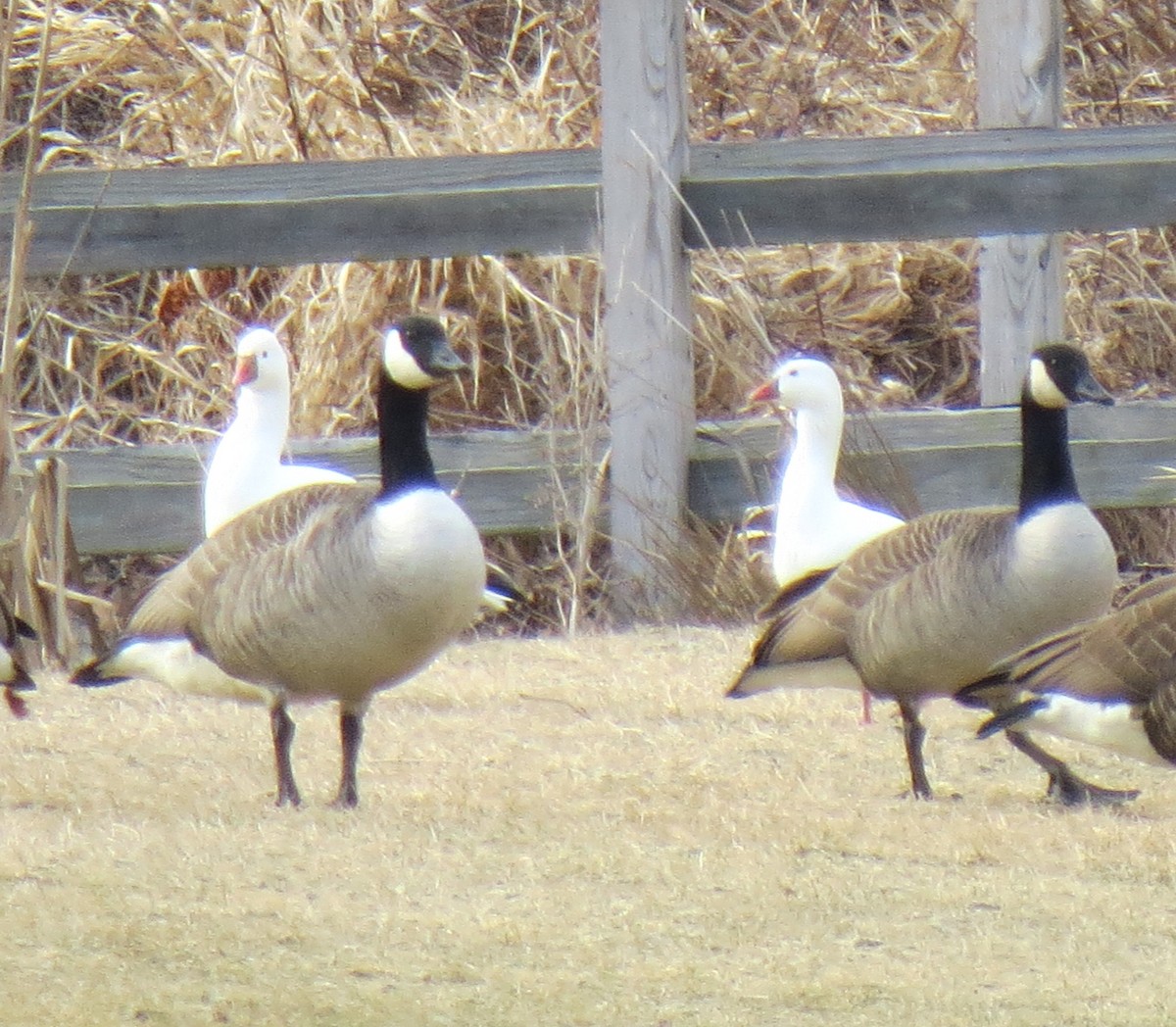 Ross's Goose - ML82045011