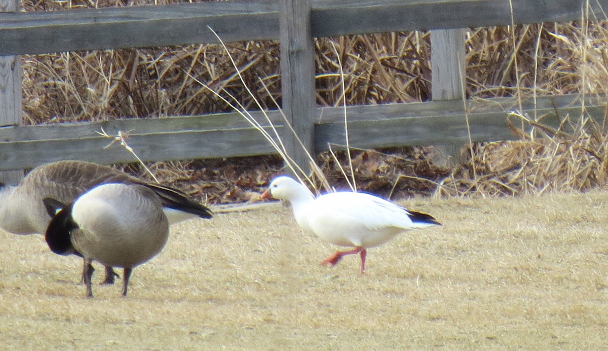 Ross's Goose - ML82045031