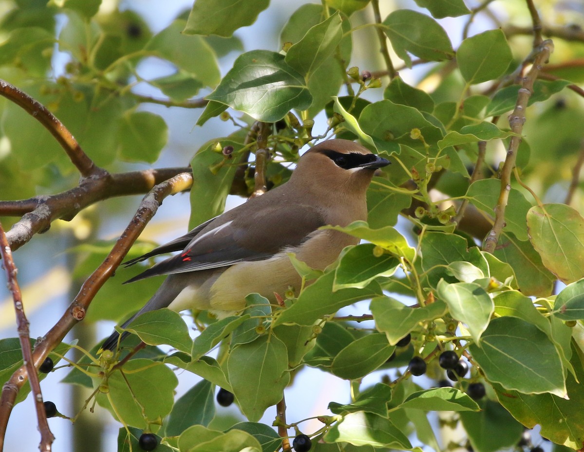 Cedar Waxwing - ML82046111