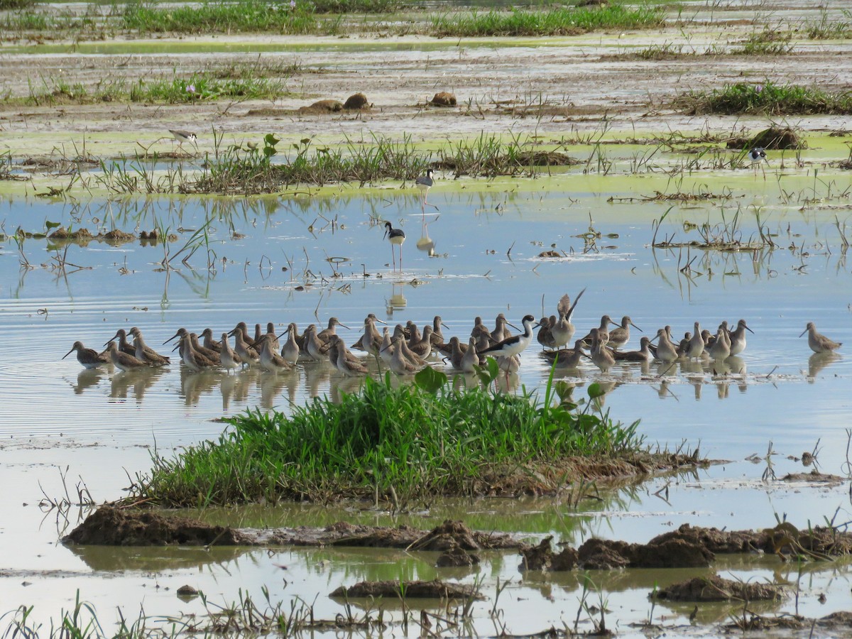 Long-billed Dowitcher - ML82047191