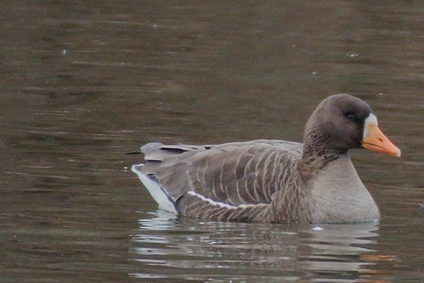 Greater White-fronted Goose - ML82047951