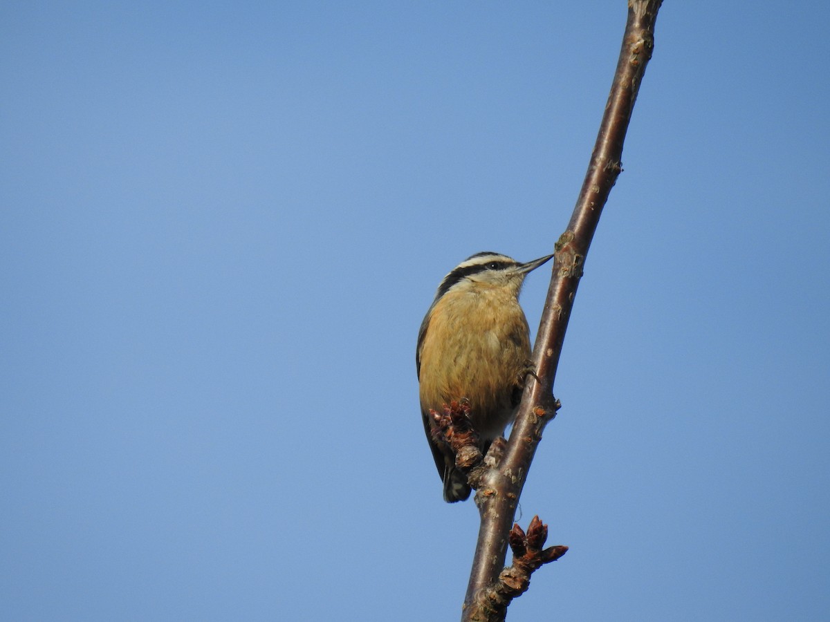 Red-breasted Nuthatch - ML82050711