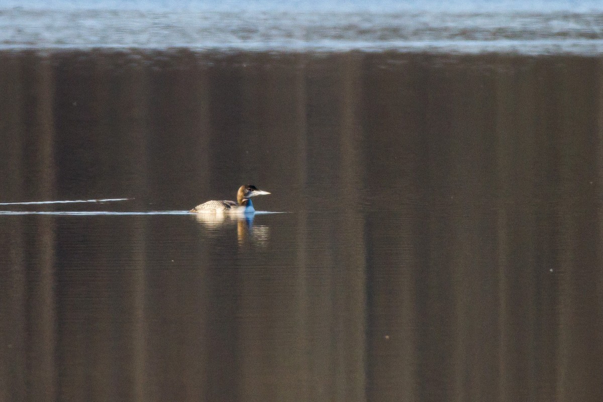 Common Loon - ML82051901