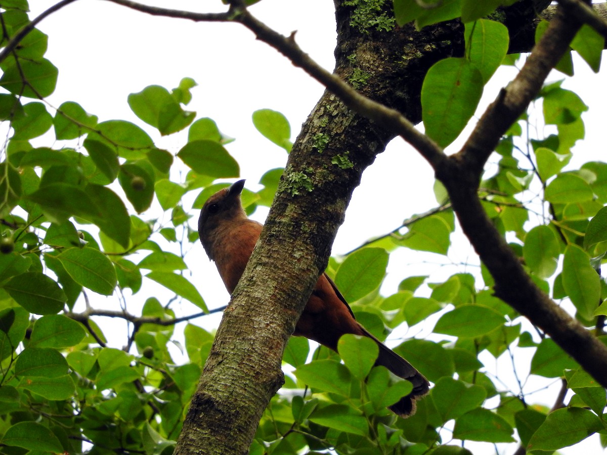 Red-crowned Ant-Tanager - ML82051961