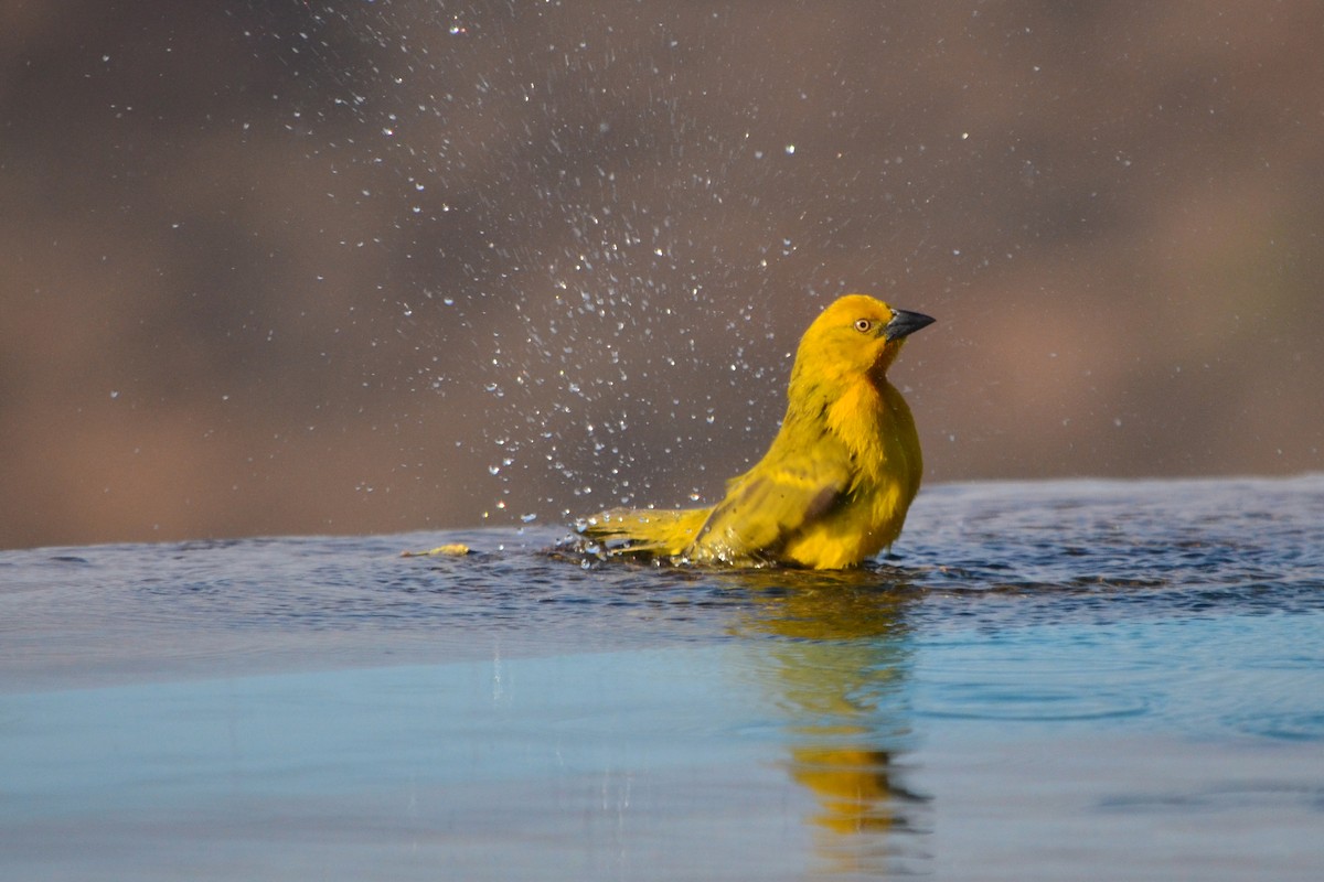 Holub's Golden-Weaver - ML82052681