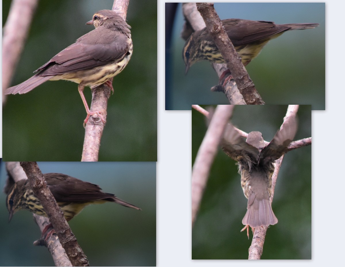 Northern Waterthrush - ML82053901