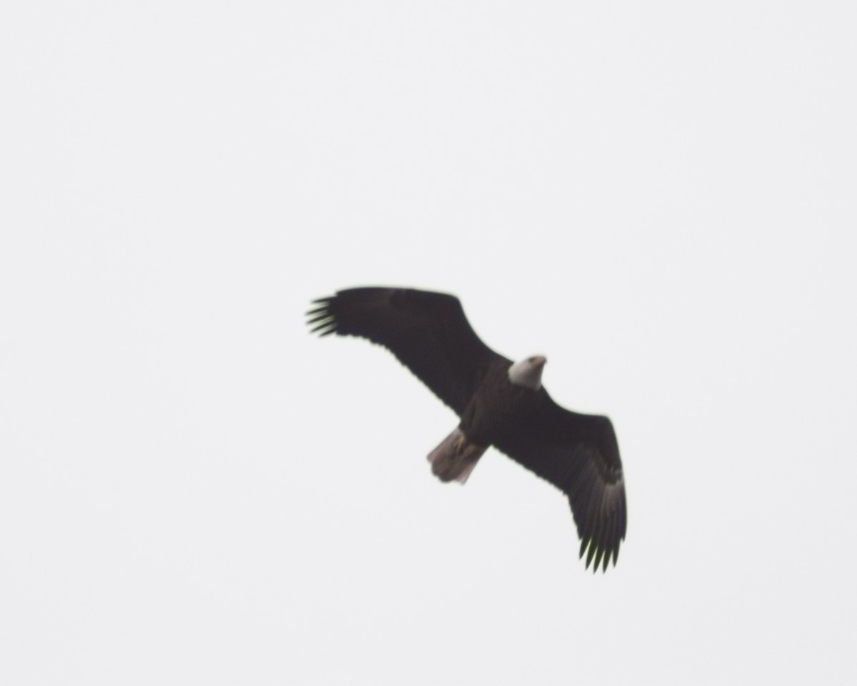 Bald Eagle - Cory Cone