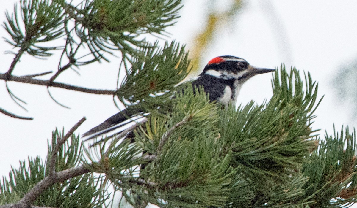 Hairy Woodpecker - ML82058581