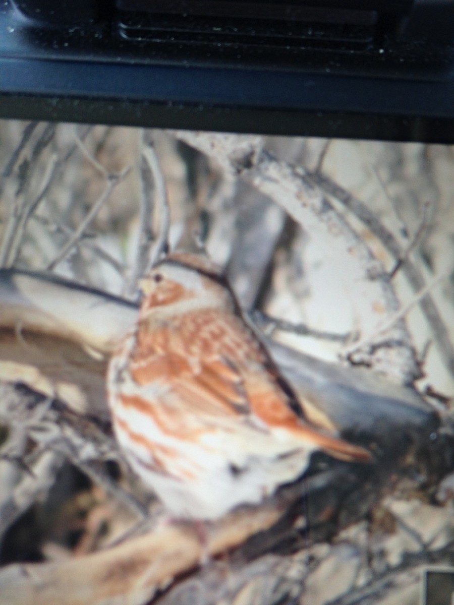 Fox Sparrow (Red) - ML82059191