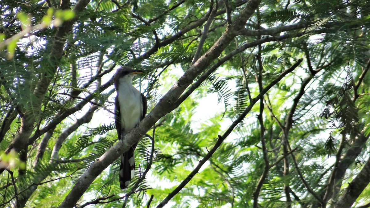 Yellow-billed Cuckoo - ML82060351