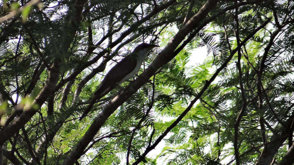 Yellow-billed Cuckoo - ML82060371