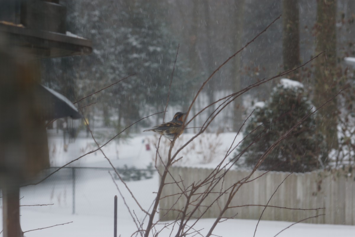 Varied Thrush - ML82060751