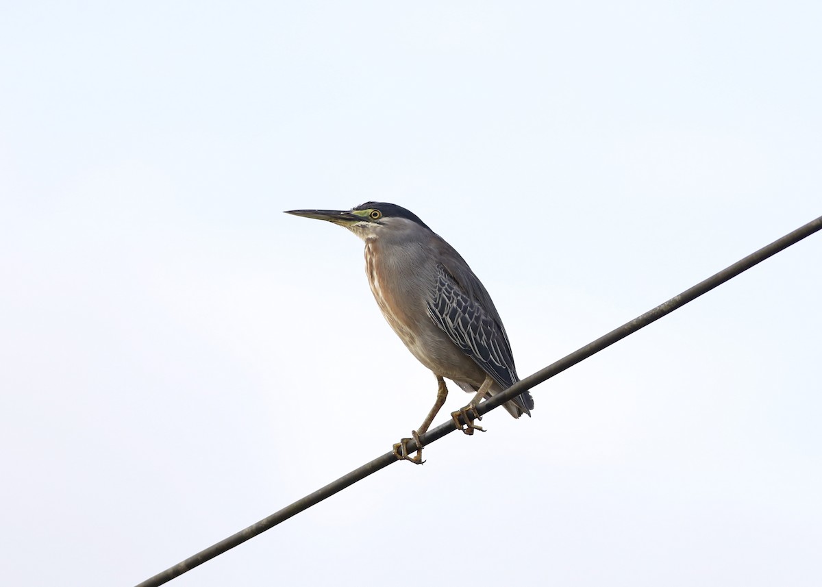 Striated Heron - ML82061181