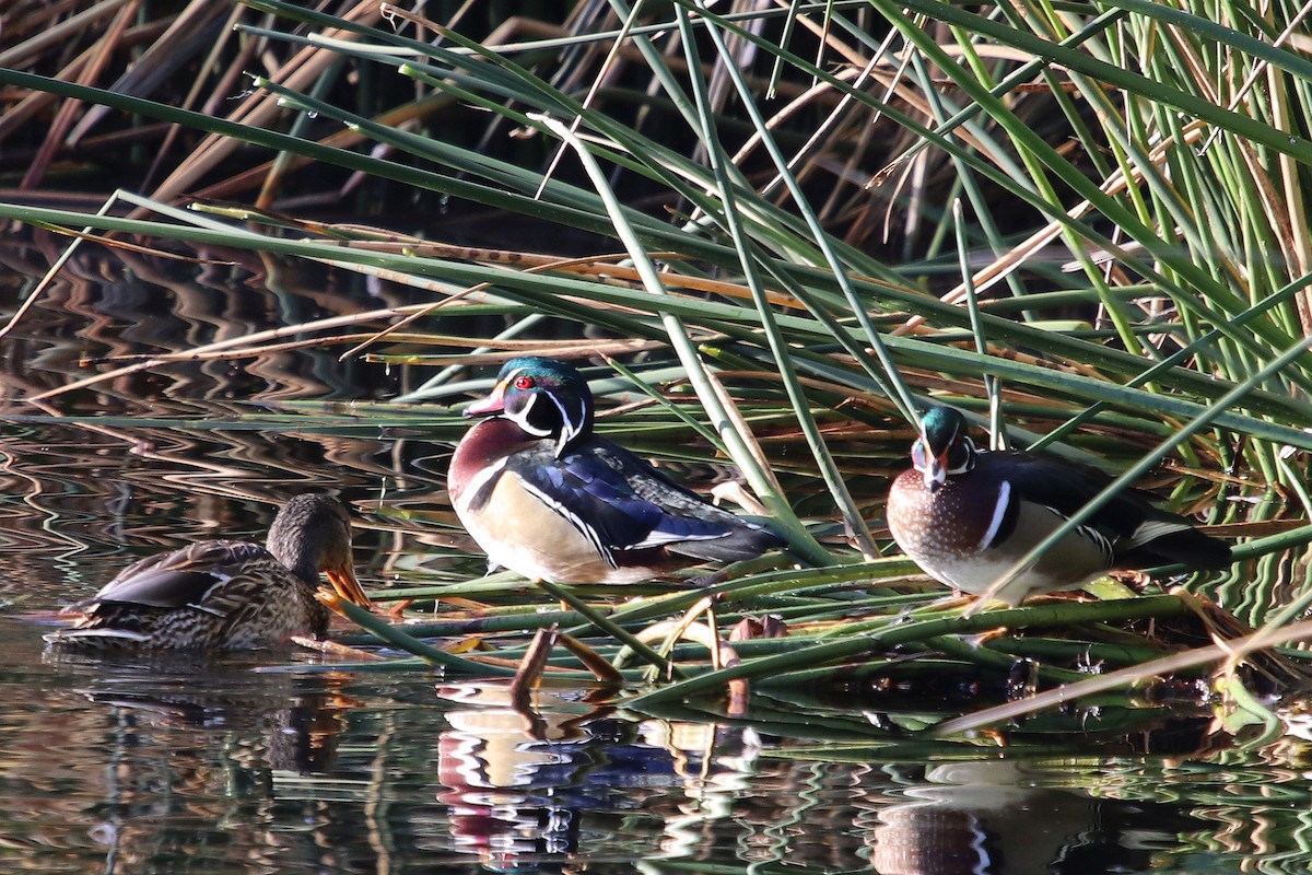 Wood Duck - ML82061241