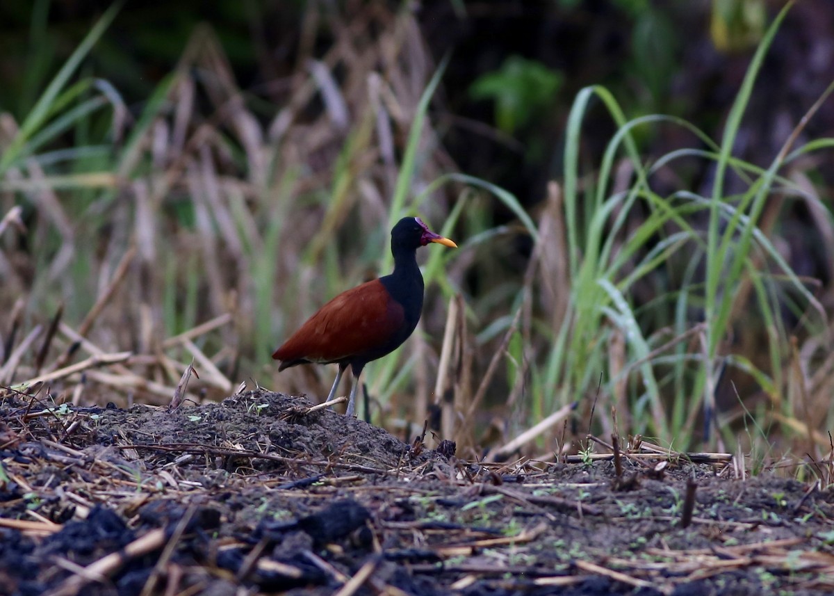 Wattled Jacana - ML82061531