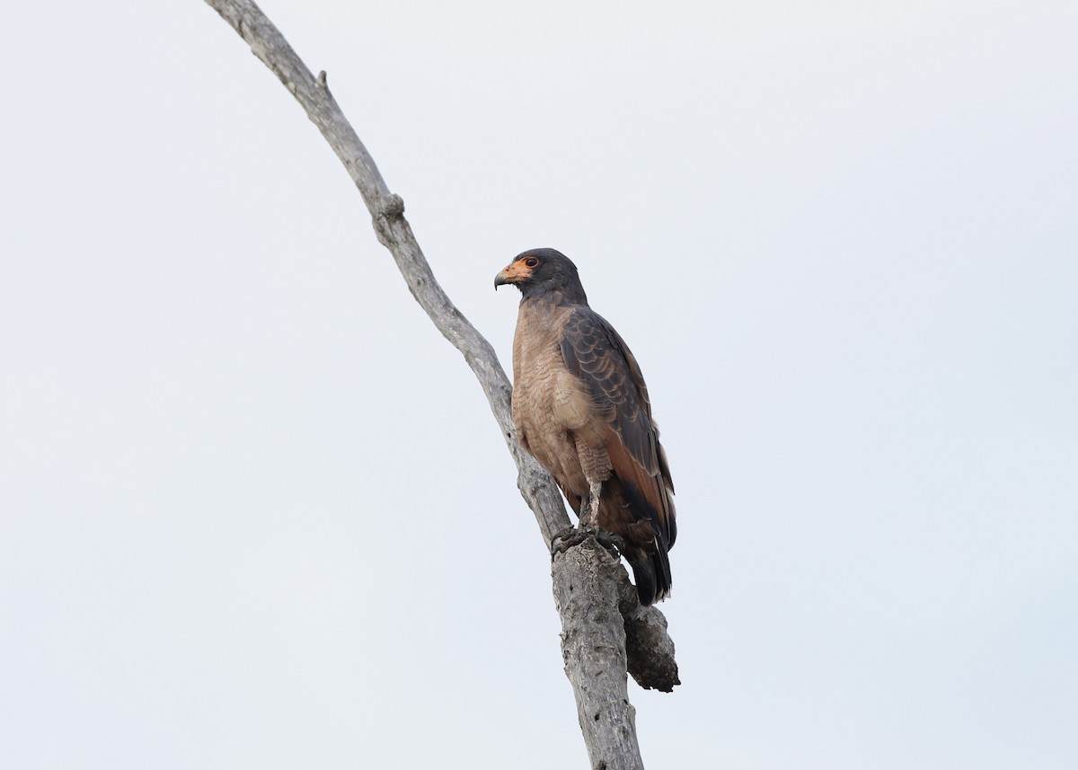 Rufous Crab Hawk - Alan Kneidel