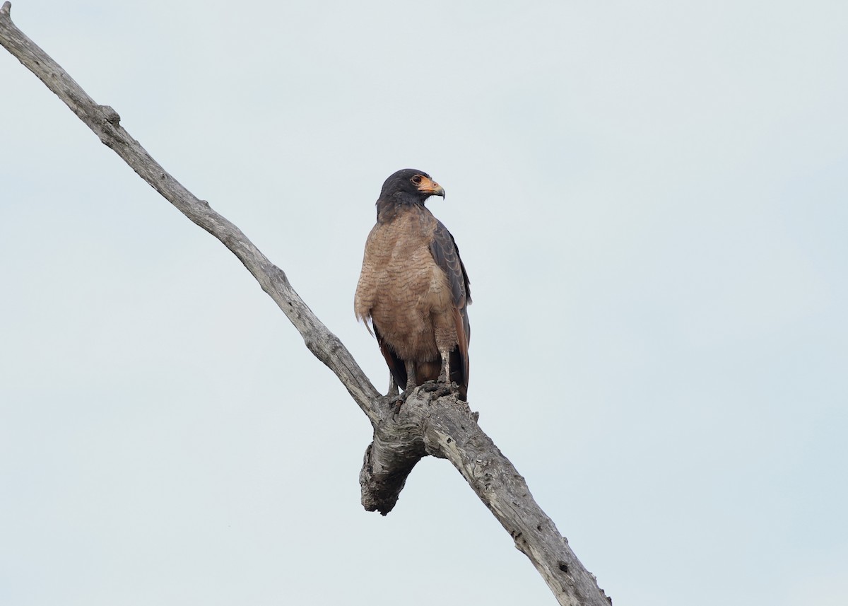 Rufous Crab Hawk - ML82061651