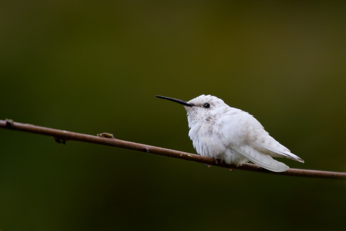 Ruby-throated Hummingbird - ML82061871
