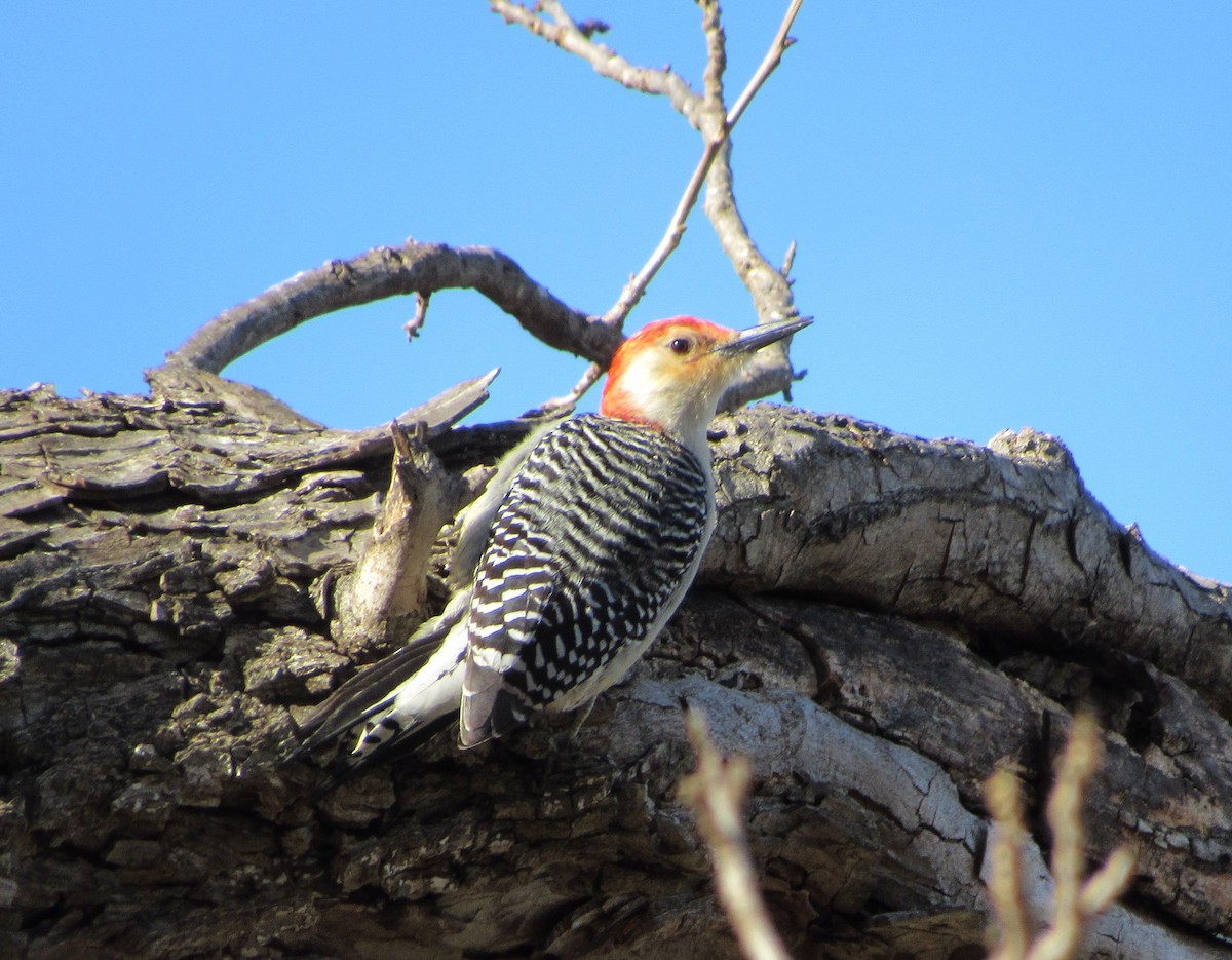 Гіла каролінська - ML82061901
