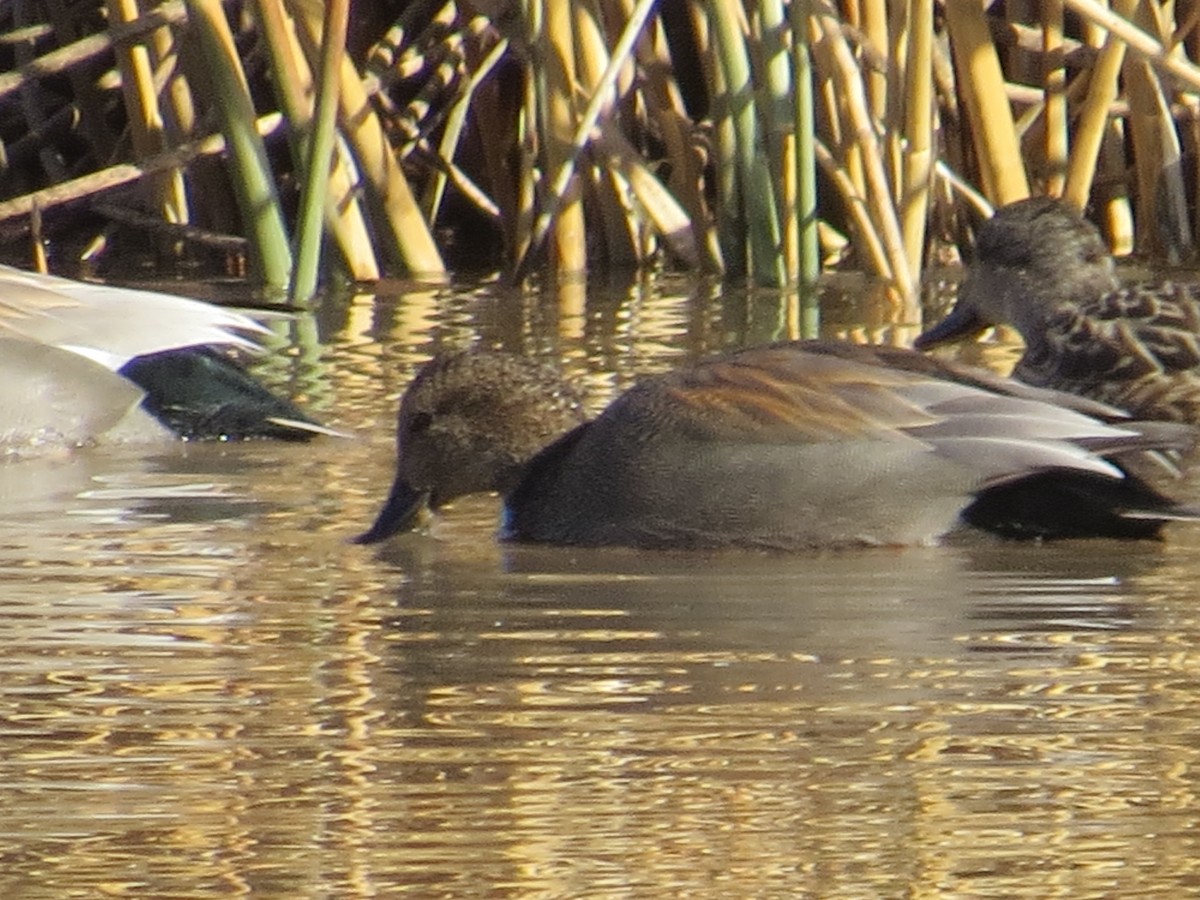 Gadwall - ML82062791