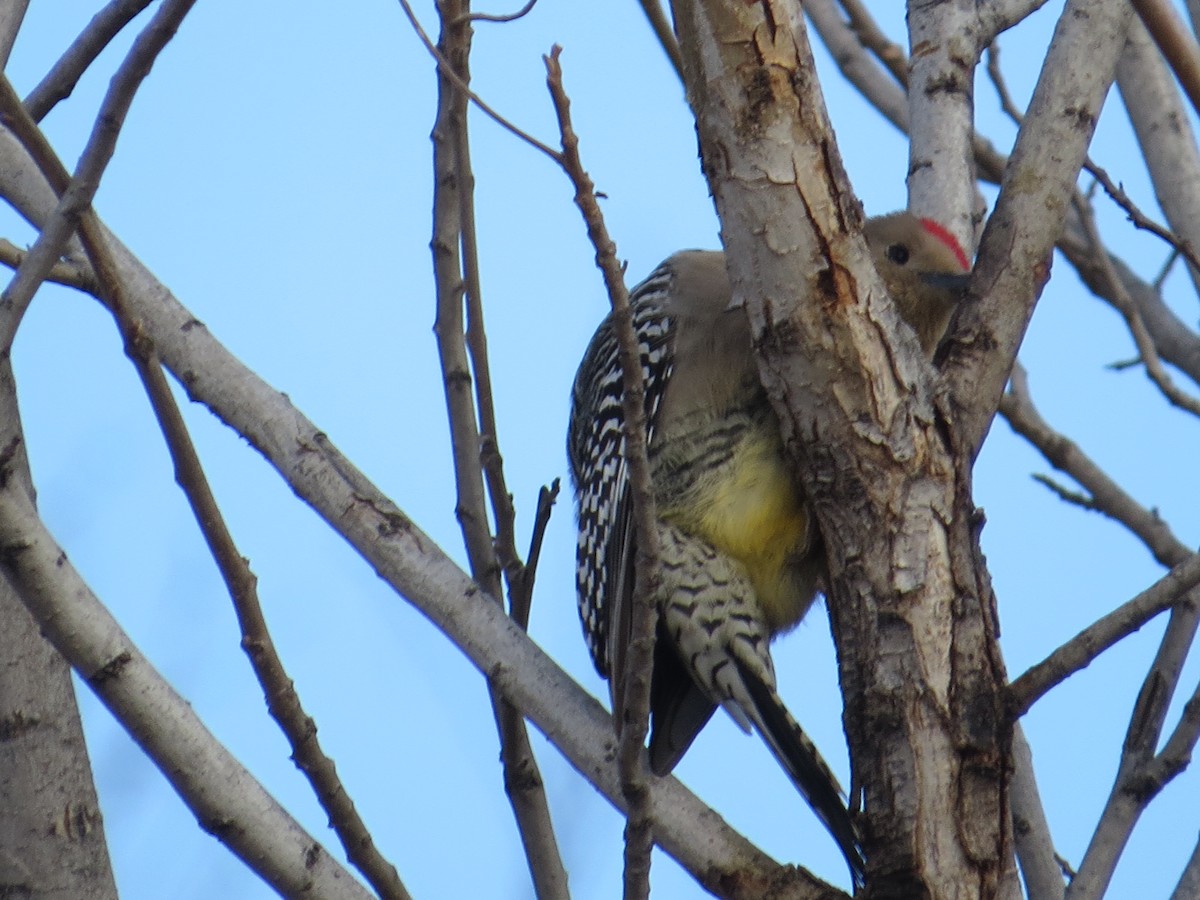 Gila Woodpecker - ML82063901