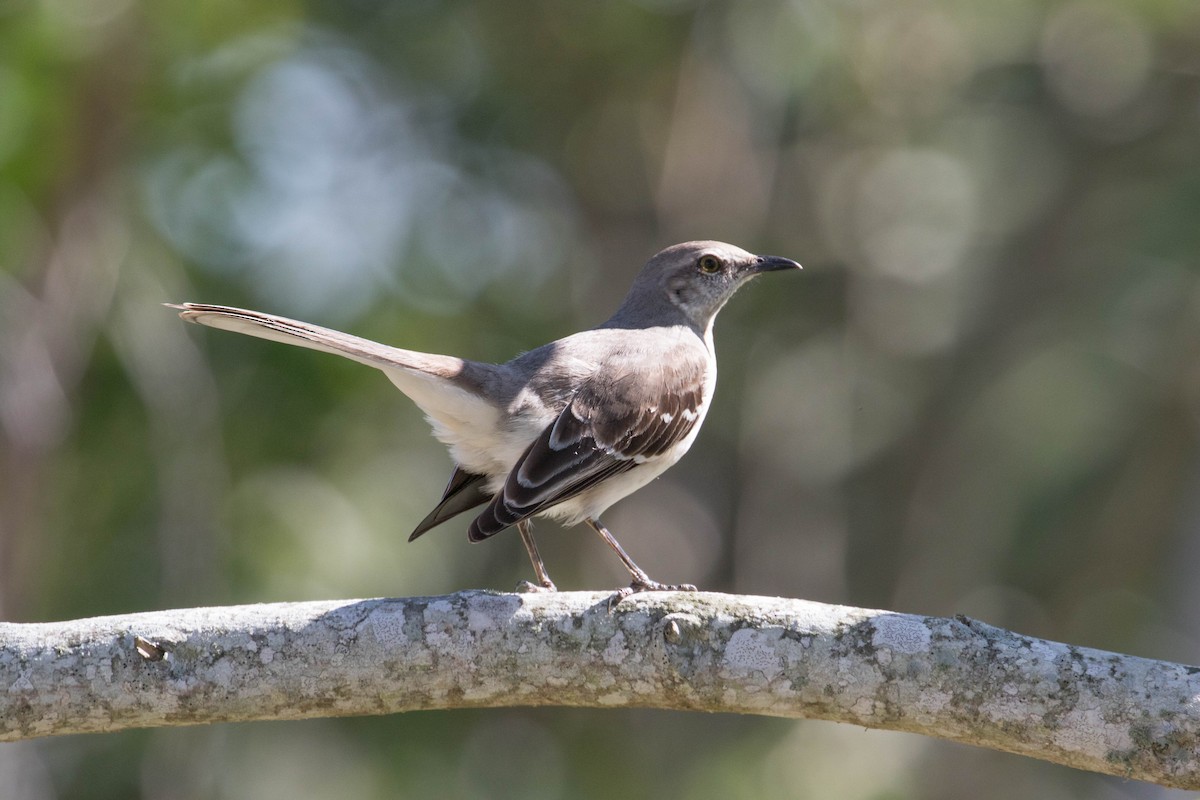 Northern Mockingbird - ML82064771