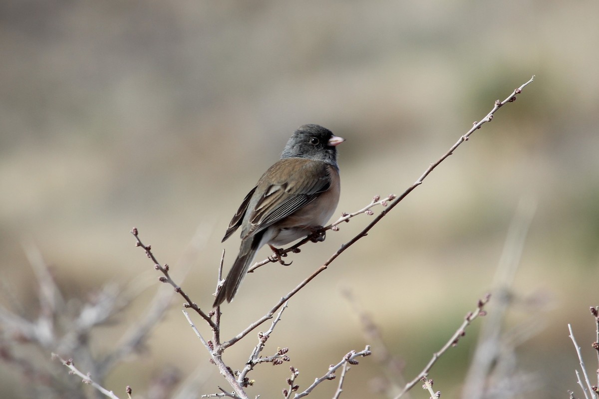 Dark-eyed Junco - Joel DuBois