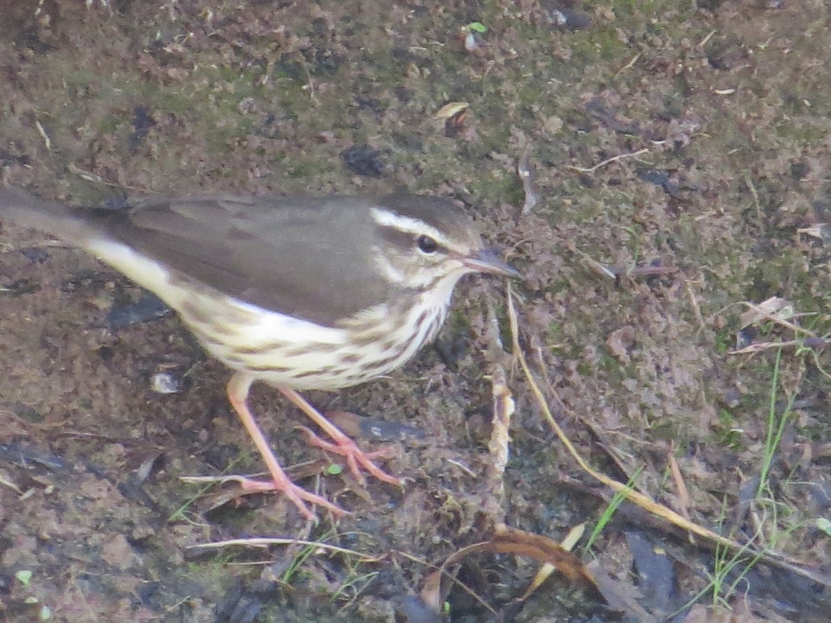 Louisiana Waterthrush - ML82066151