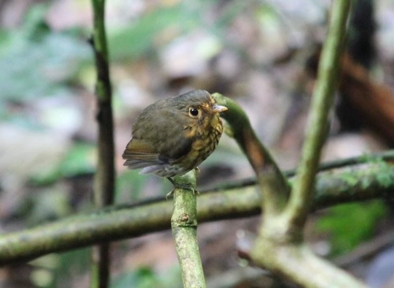 Ochre-breasted Antpitta - ML82066981