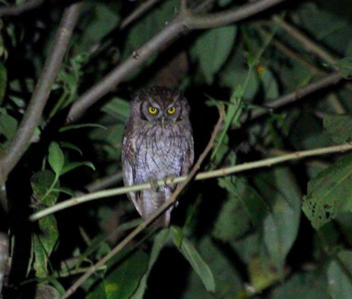 Tropical Screech-Owl - Abby Darrah