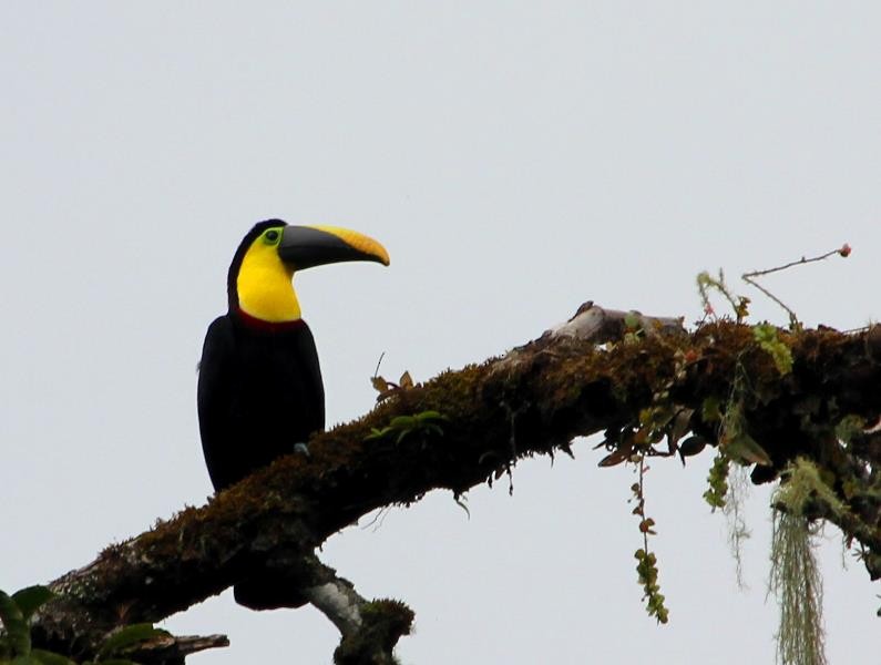 Yellow-throated Toucan (Black-mandibled) - ML82067481