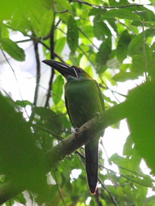 Chestnut-tipped Toucanet - ML82067621