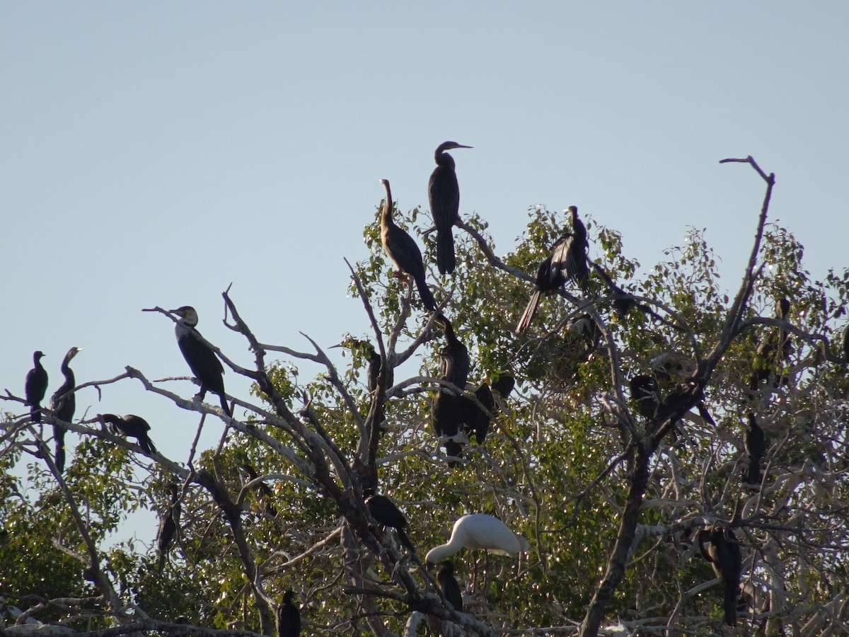 Afrika-Schlangenhalsvogel - ML82068811