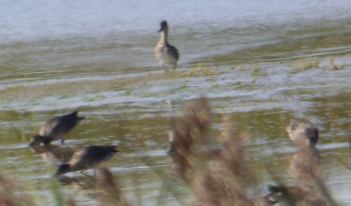 Blue-winged Teal - ML82068951