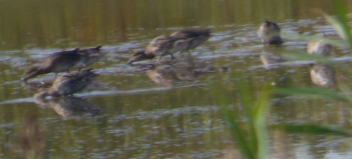 Blue-winged Teal - ML82068971