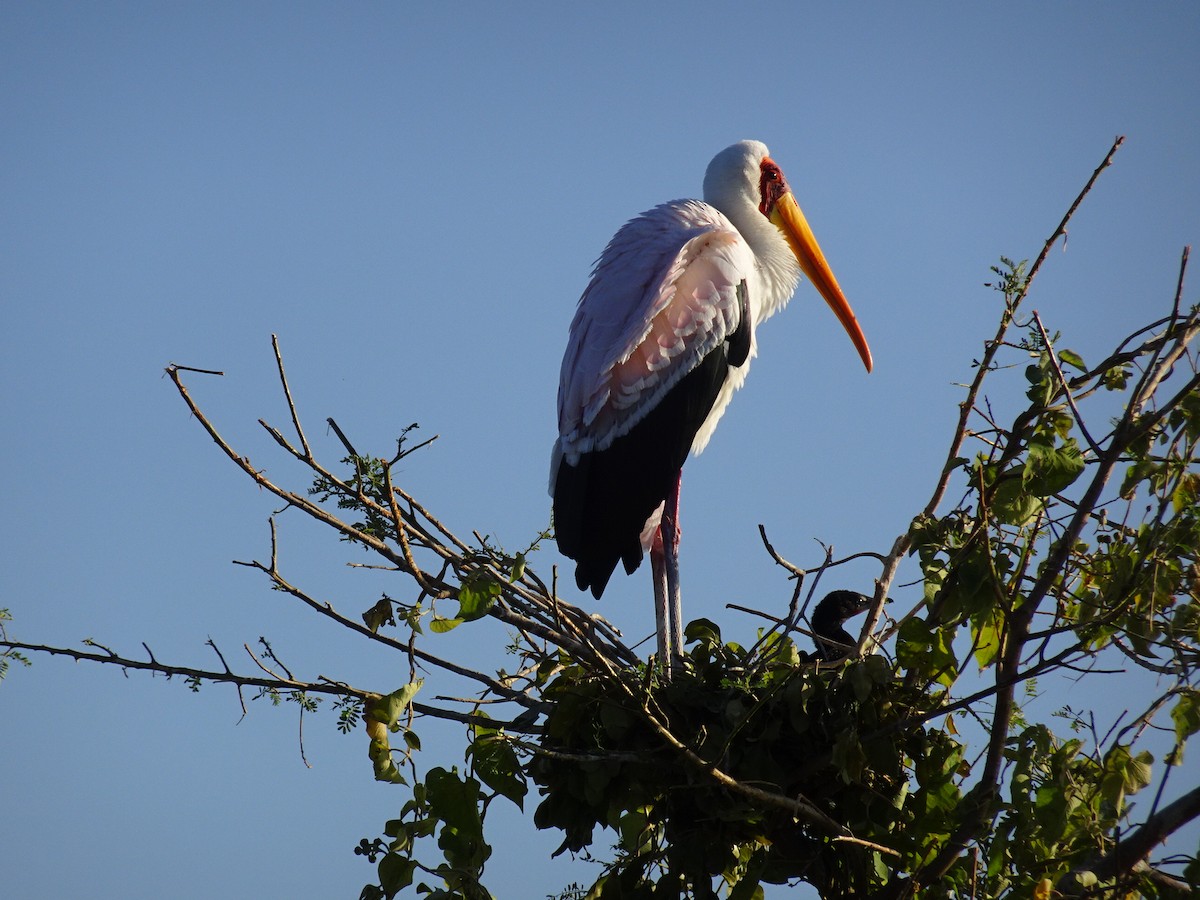 Yellow-billed Stork - ML82069651