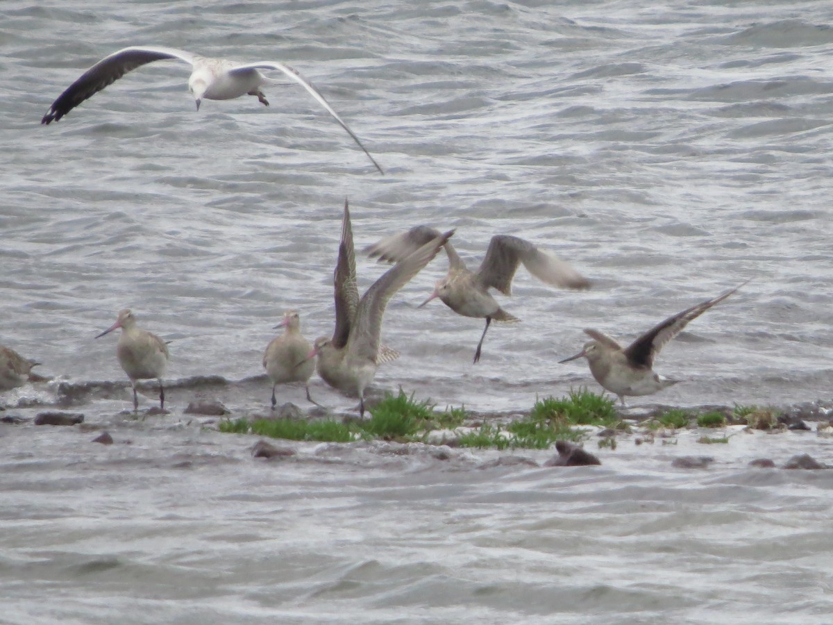 Hudsonian Godwit - David and Regan Goodyear