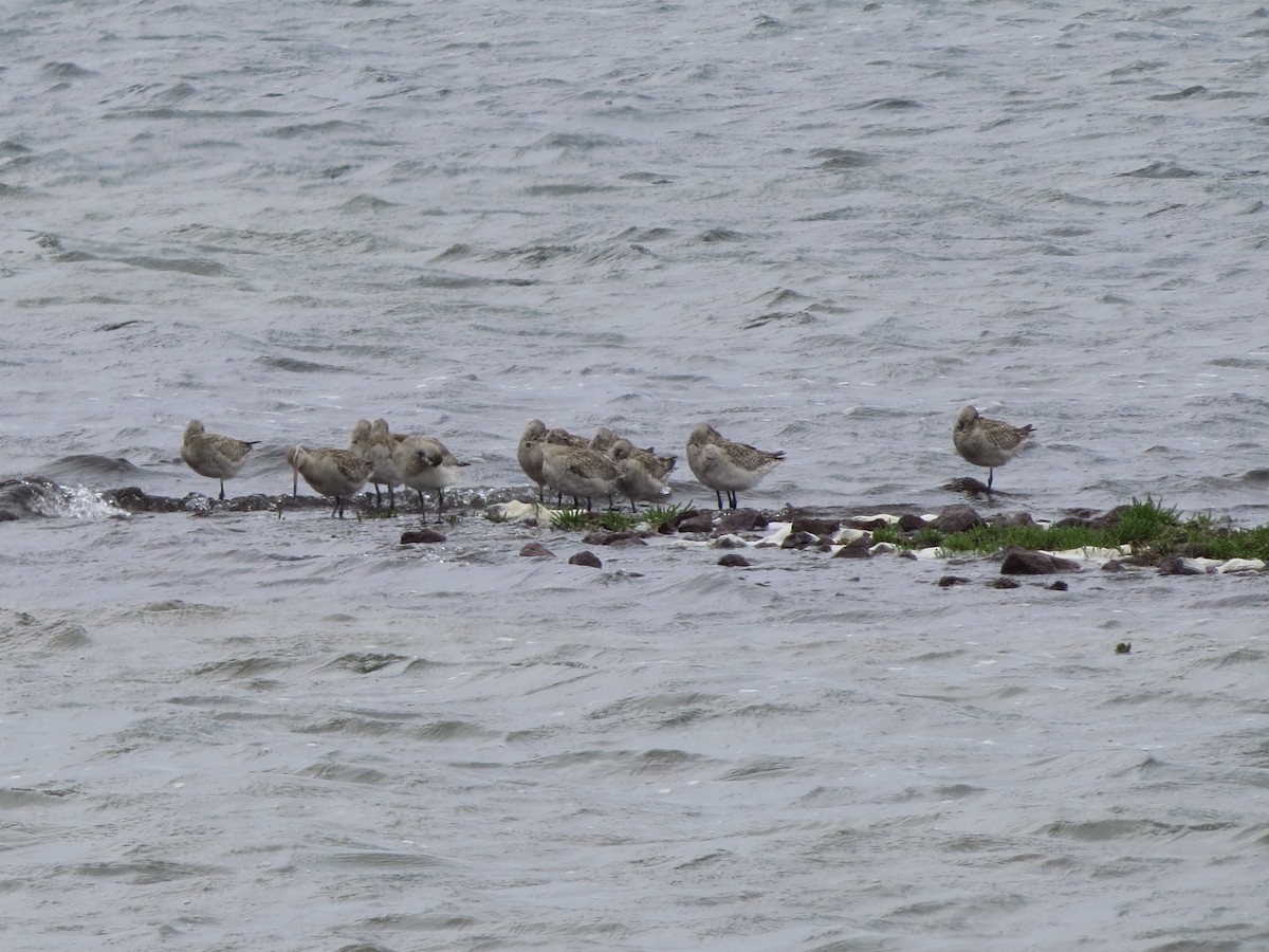 Hudsonian Godwit - ML82070151