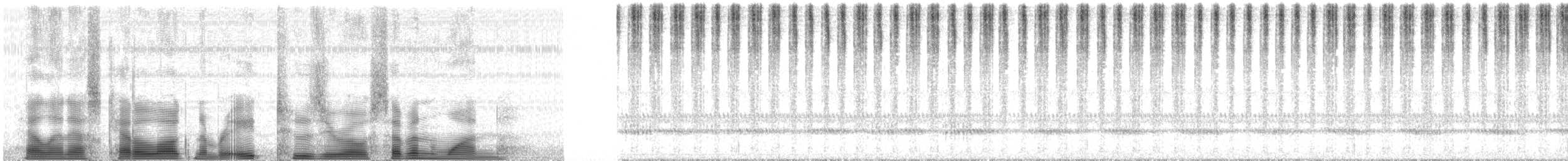 Common Coneheads - ML82071