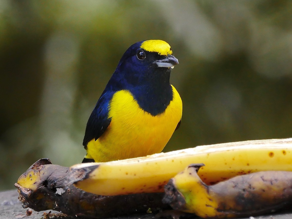 Spot-crowned Euphonia - Jeffrey Thomas