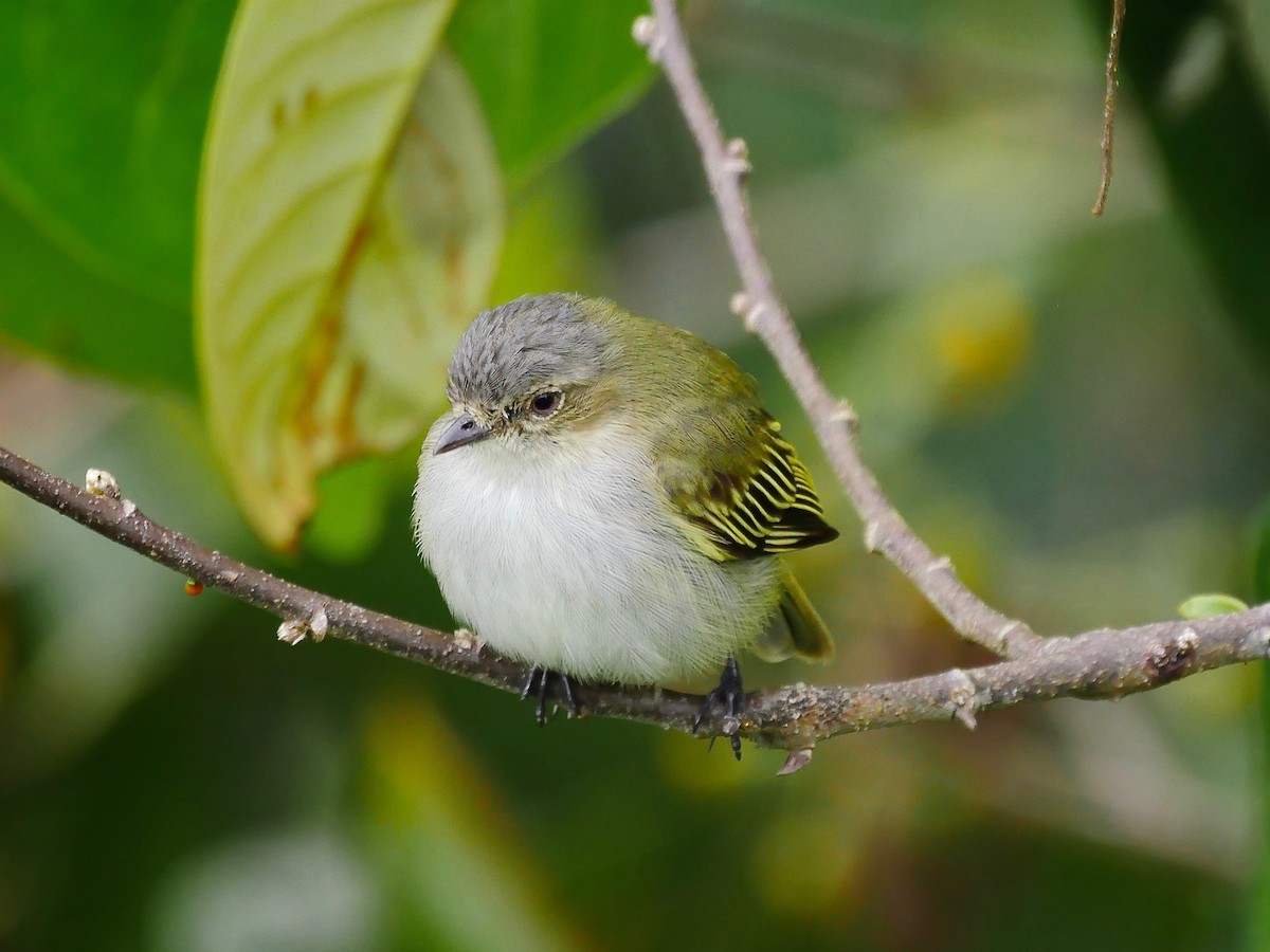 Mistletoe Tyrannulet - ML82073621