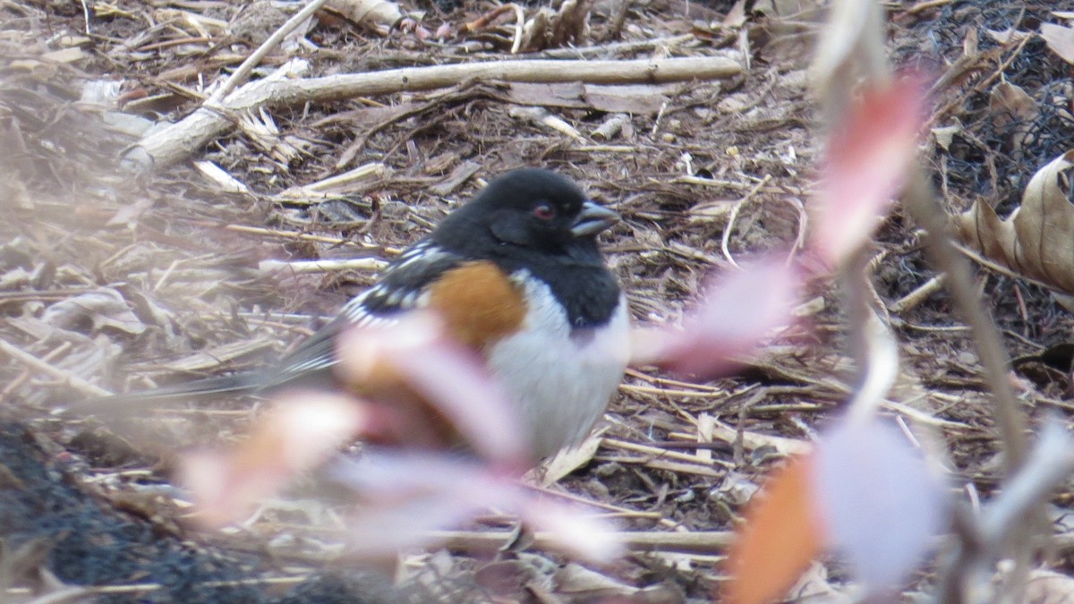 Spotted Towhee - ML82073841