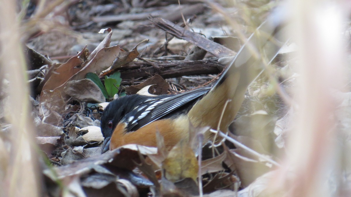 Spotted Towhee - ML82073861