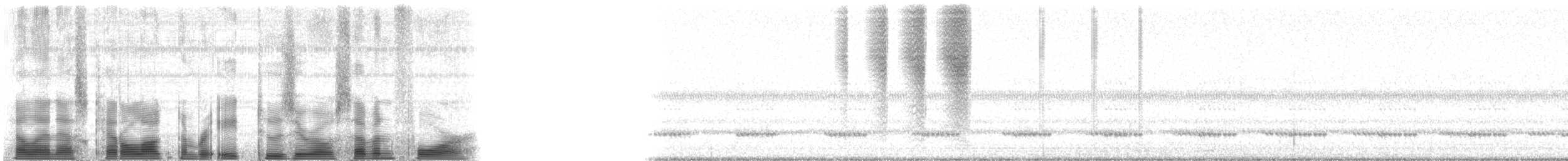 キリギリス科 - ML82074