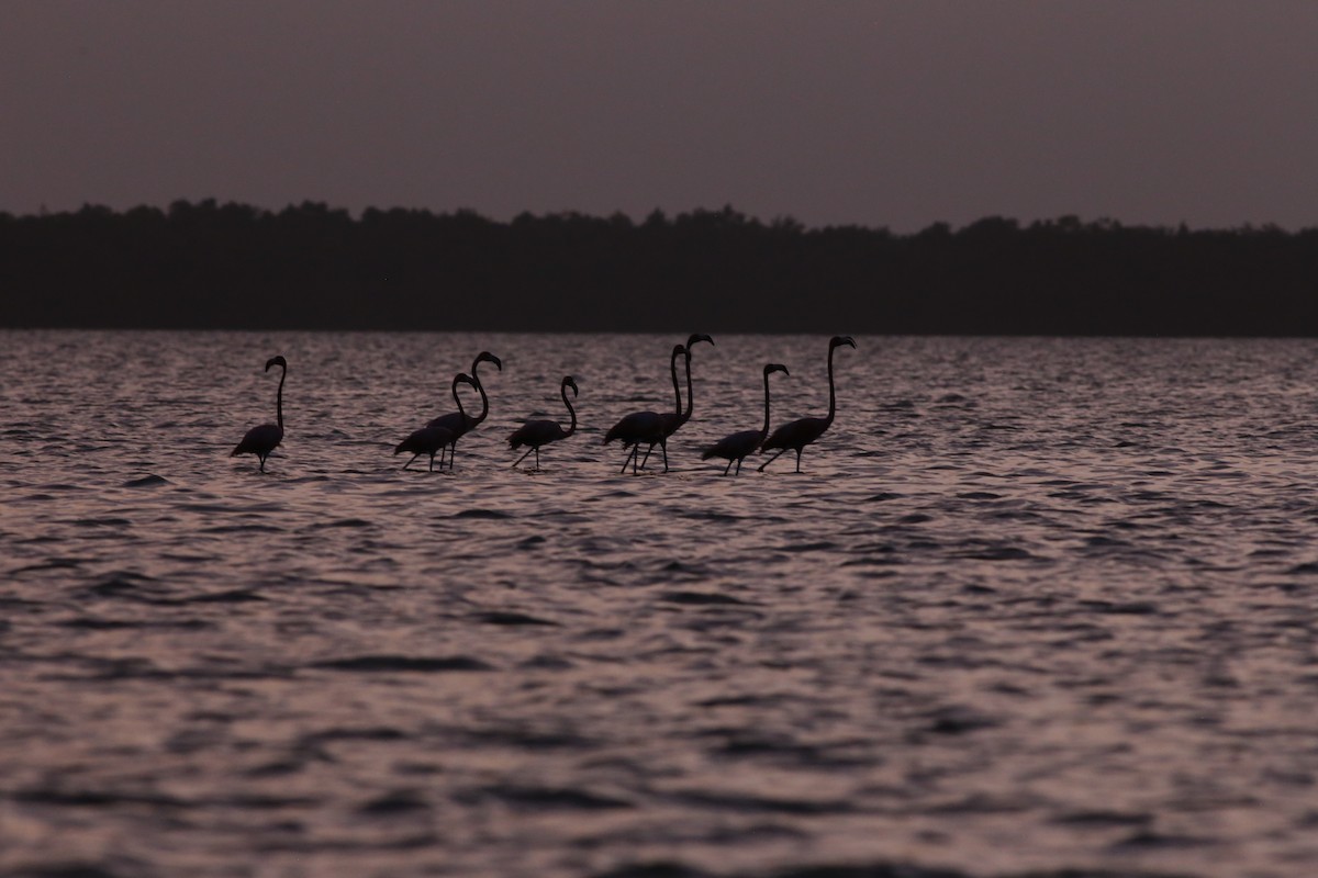 American Flamingo - ML82076091