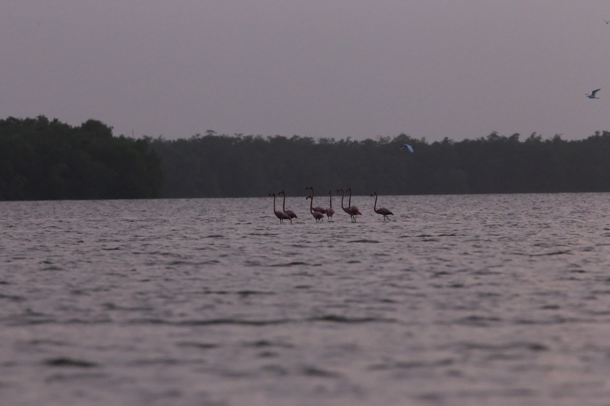 American Flamingo - ML82076121