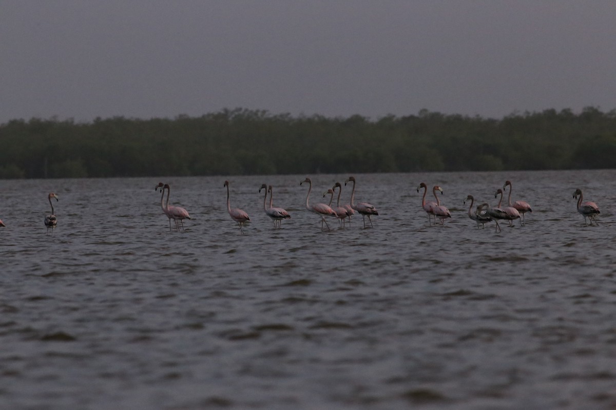 American Flamingo - ML82076131